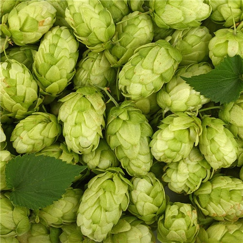 What do you know about hops, one of the ingredients of beer? And the characteristics of hops