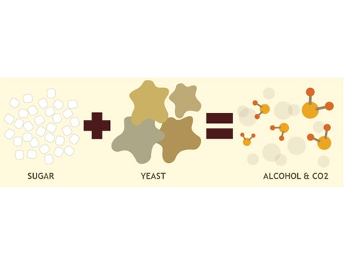 Yeast, the raw material for craft beer brewing