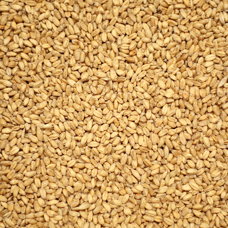 The Effect of Wheat Malt on Craft Beer