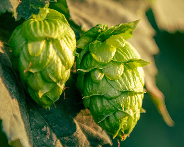 Growing and Harvesting Hops