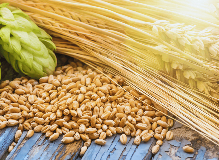 5 Types of Barley for Beer Recipes