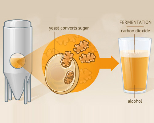 Beer cylindrical conical fermenter and fermenting，let us know more information