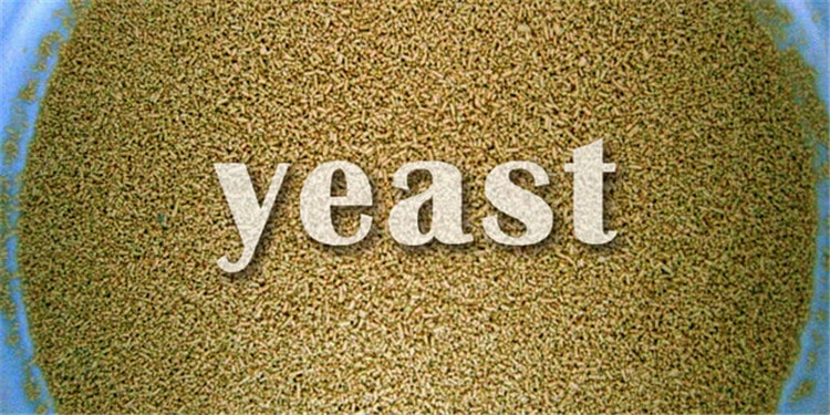 yeast-min