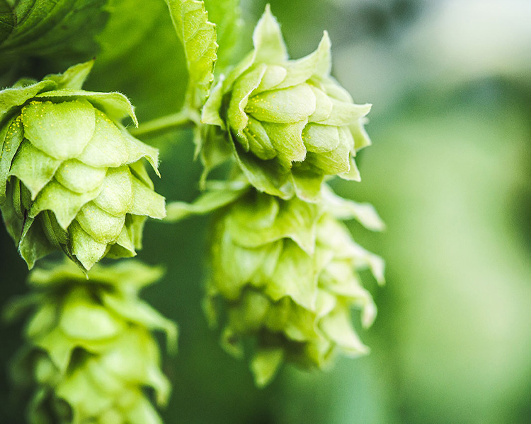 Improve the utilization of hops