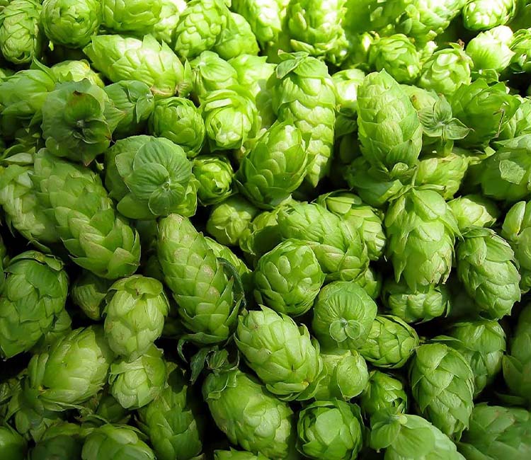 About Fresh Hops