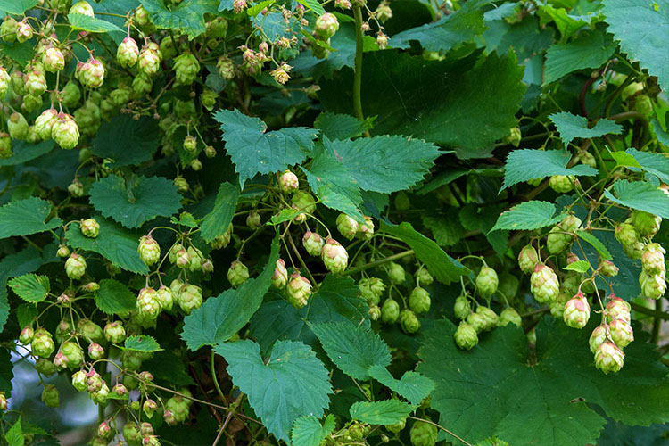 Hop Varieties and Types