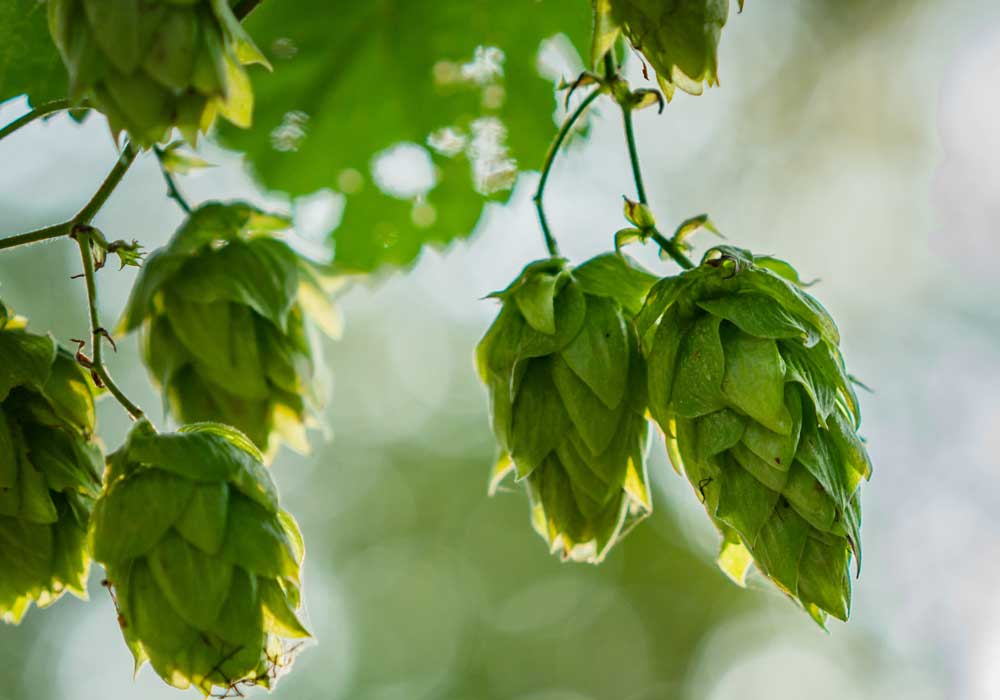 Category of Hops