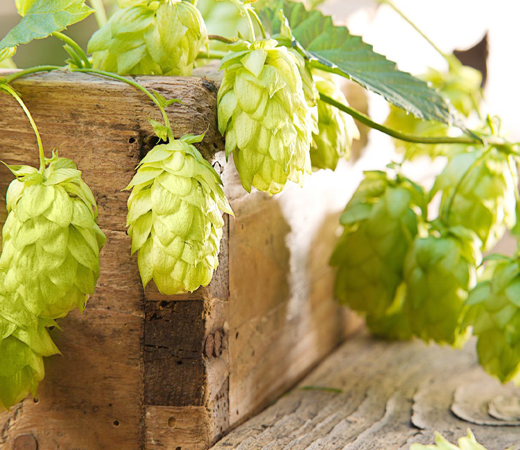 What are the storage conditions for hops?