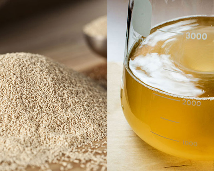 Dry Yeast vs. Liquid Yeast