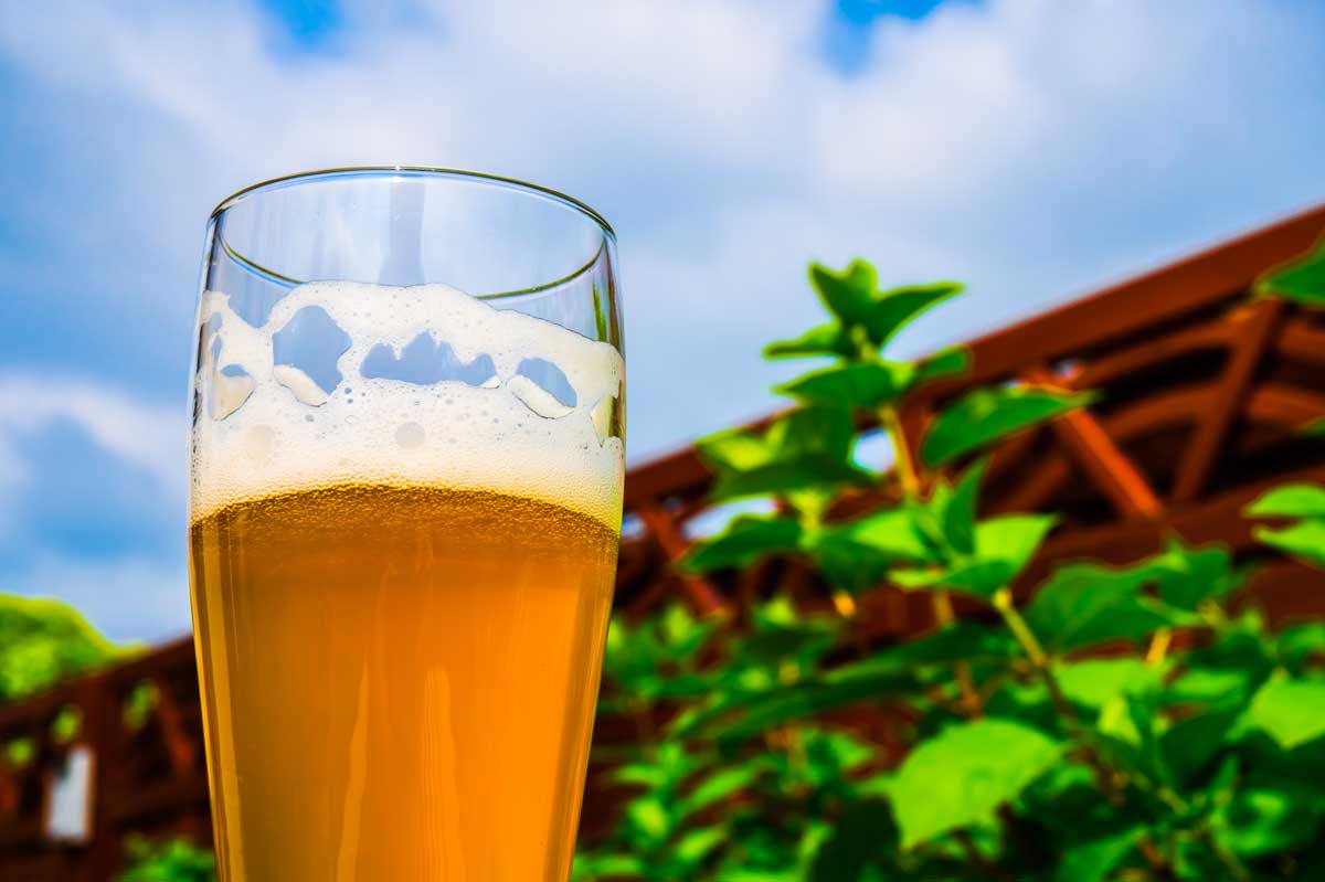 The effect of fermentation temperature on beer
