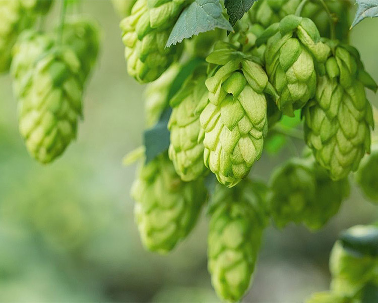 How to Increase Hop Aroma in Beer