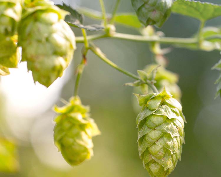 Get Better Dry Hopping Effect in Fermenting Process