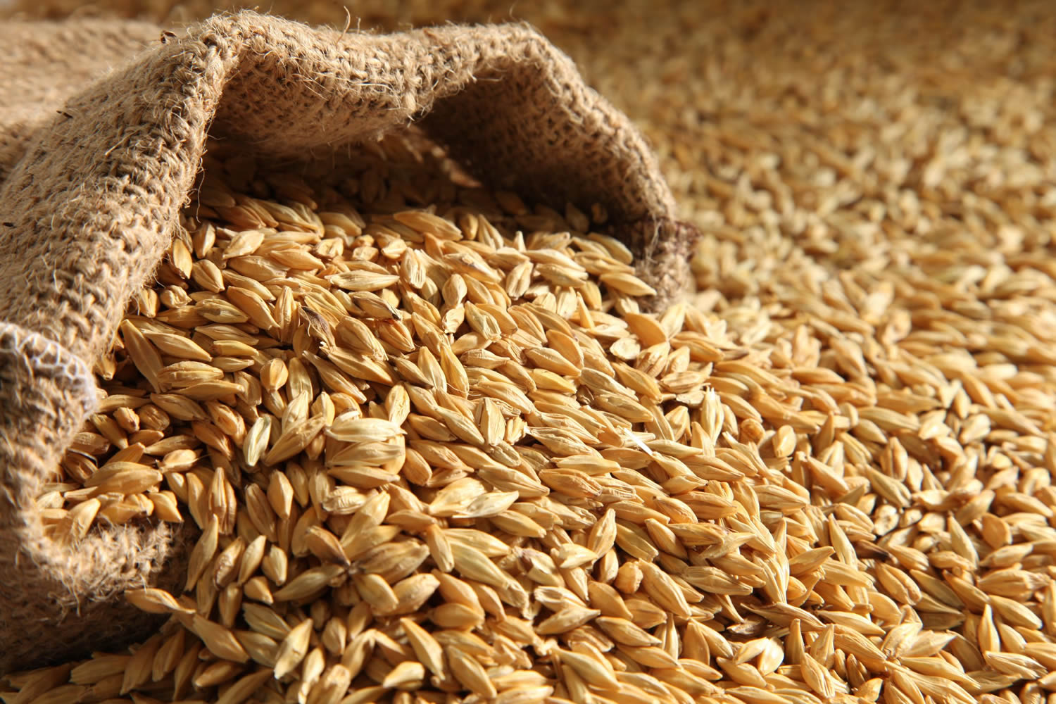The Barley Malting Process – Steeping