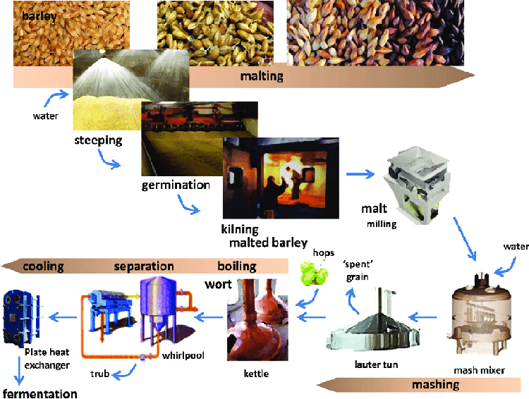 Malting-and-brewing-process-
