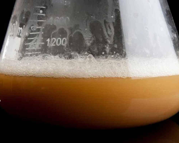 Keep Beer Yeast Alive