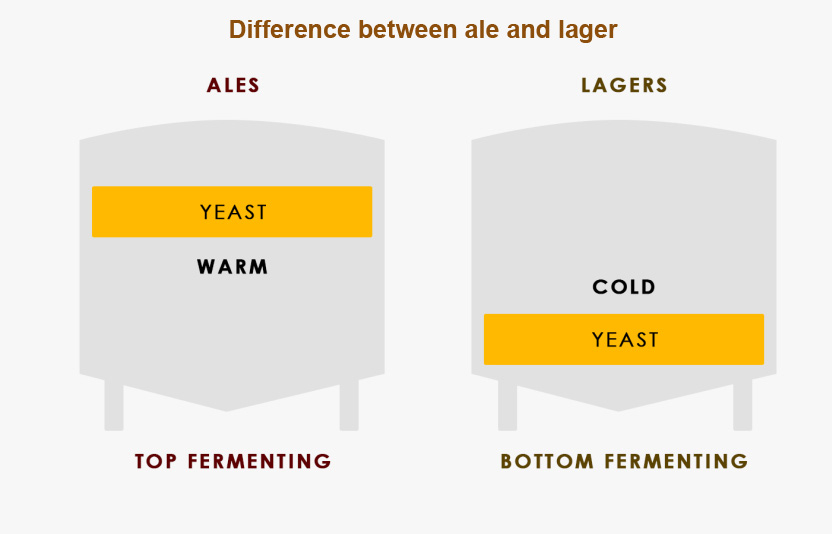 The fermentation process of top fermentation and bottom fermentation