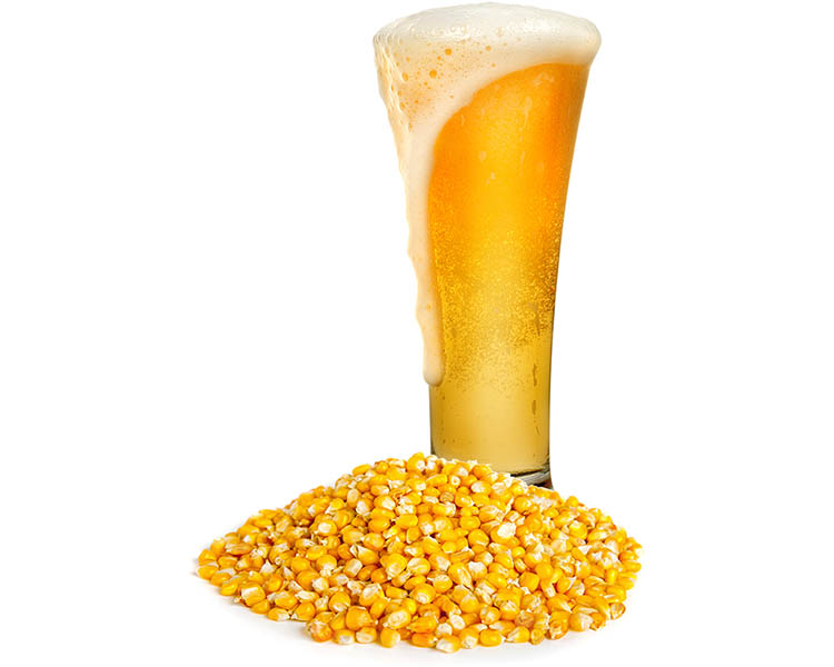 Why Rice or Corn is Used in Brewing Beer