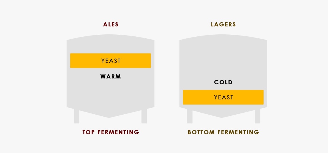 Top Fermentation vs. Bottom Fermentation