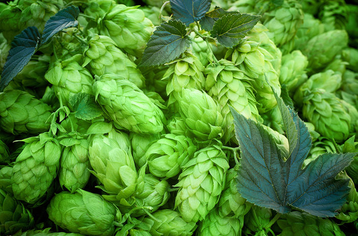Hops, key in the elaboration of craft beer