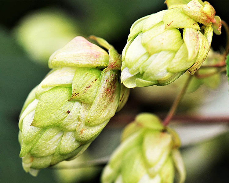 Hop Utilization