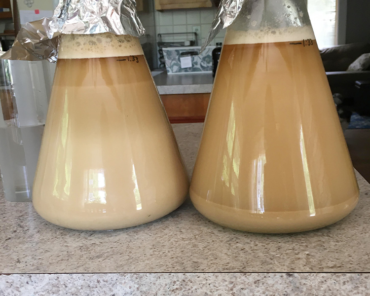 Tips for Minimizing Beer Fermentation Losses - Yeast