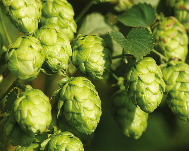 Whole Hops: Comparing the Pros & Cons